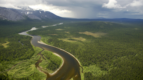 Virgin Komi Forest in the northern Ural Mountains in the Komi Republic, Russia. MARKUS MAUTHE / GREENPEACE